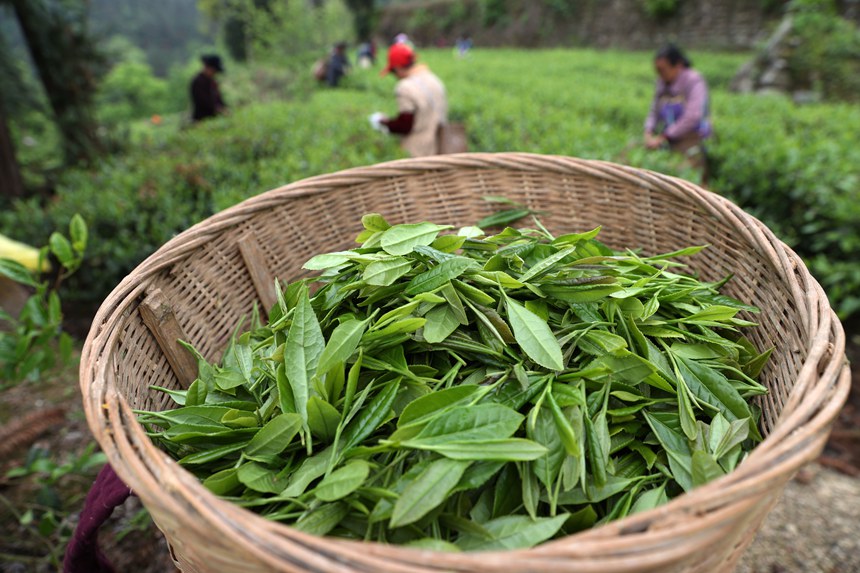 剛采摘下的春茶。楊敏攝