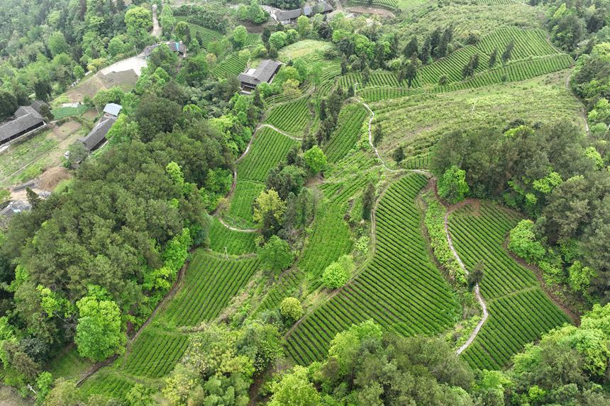 黔江區(qū)鵝池鎮(zhèn)社溪村茶葉種植基地。楊敏攝