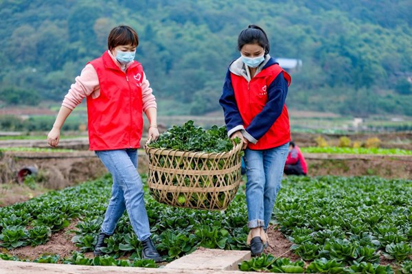 科學(xué)城青年志愿者幫助搬運(yùn)農(nóng)戶滯銷蔬菜。西部（重慶）科學(xué)城供圖