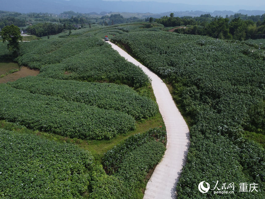 四川省大竹縣烏木鎮(zhèn)苧麻種植基地。 人民網(wǎng)記者 劉祎攝