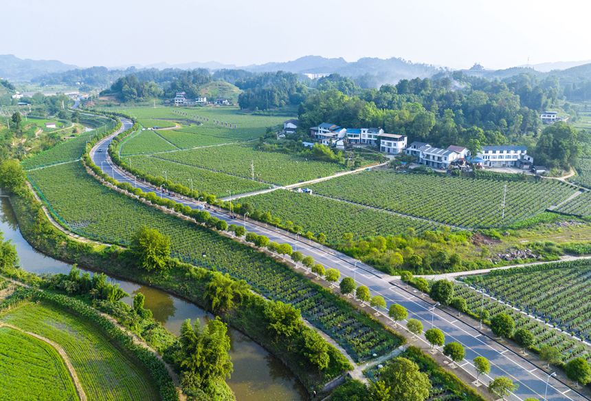 南川區(qū)大觀鎮(zhèn)的標準化藍莓種植基地。甘昊旻攝