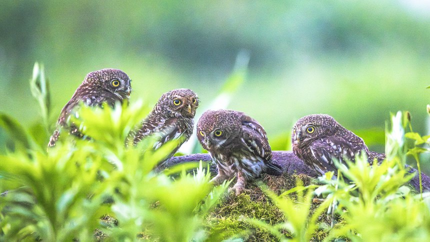 金佛山國家自然保護區(qū)里嬉戲的斑頭鵂鹠幼鳥。瞿明斌攝