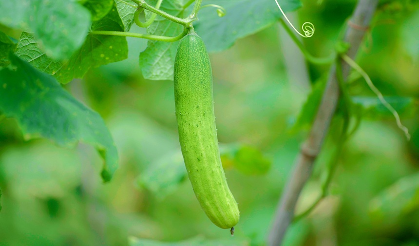 高峰梯田蔬菜。劉超攝