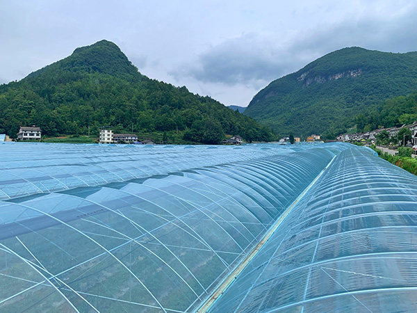一眼望不到頭的現(xiàn)代化蔬菜大棚。許琳珮攝