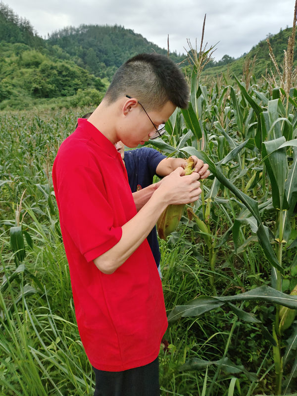村民指導(dǎo)成員進行玉米質(zhì)量分類。重慶工業(yè)職業(yè)技術(shù)學(xué)院供圖