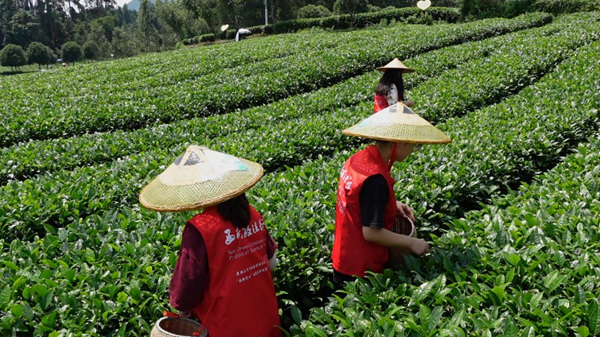 團隊成員在田間體驗采茶。西南政法大學供圖