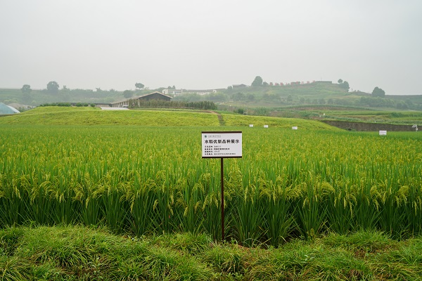水稻優(yōu)新品種展示。趙國(guó)淦攝