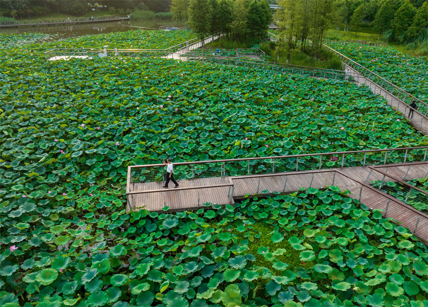南岸區(qū)疊水公園夏荷盛開，吸引了眾多市民、游客前來賞荷。郭旭攝
