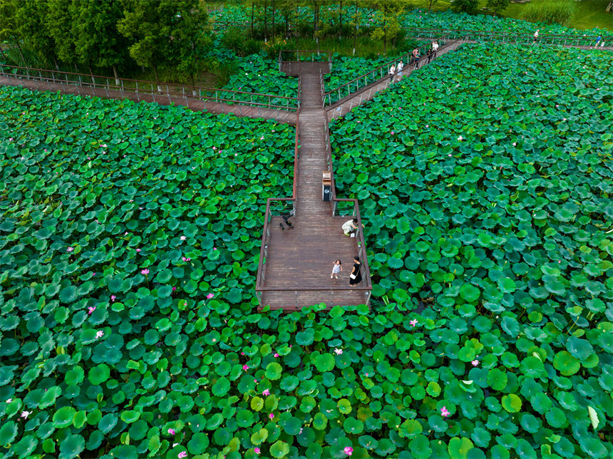 南岸區(qū)茶園疊水公園景色迷人。郭旭攝