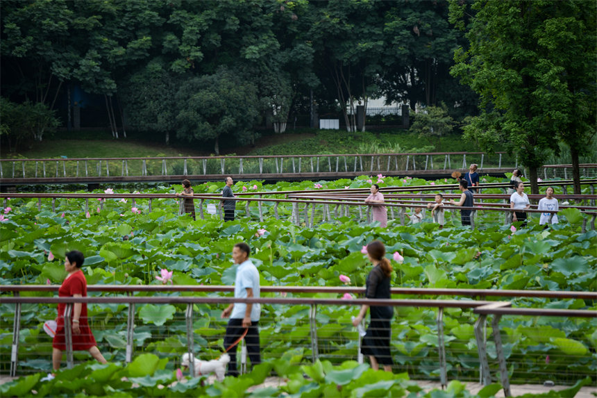 南岸區(qū)疊水公園夏荷盛開，吸引了眾多市民、游客前來賞荷。郭旭攝