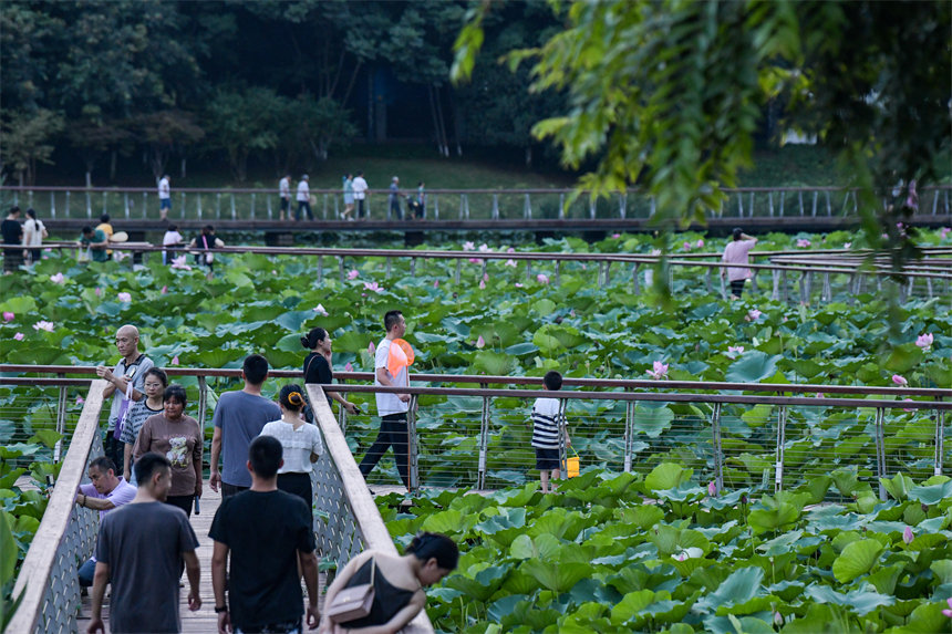 南岸區(qū)疊水公園夏荷盛開，吸引了眾多市民、游客前來賞荷。郭旭攝