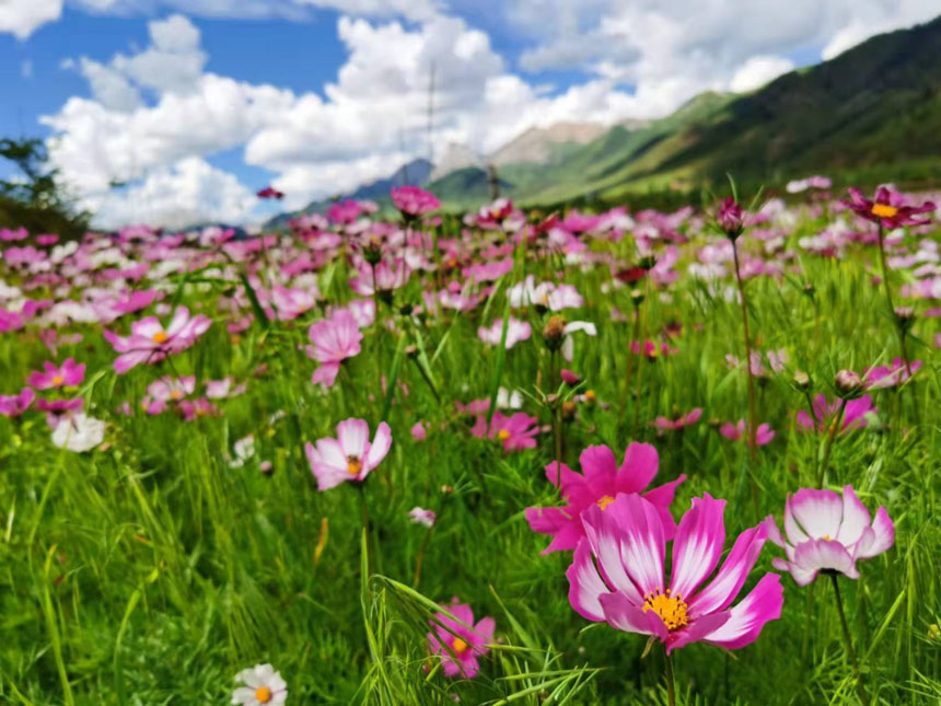 類烏齊縣“康巴花都”景區(qū)一角。姜峰攝
