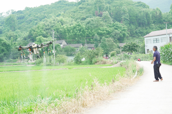 植保無人機(jī)在田間作業(yè)。路丞武攝
