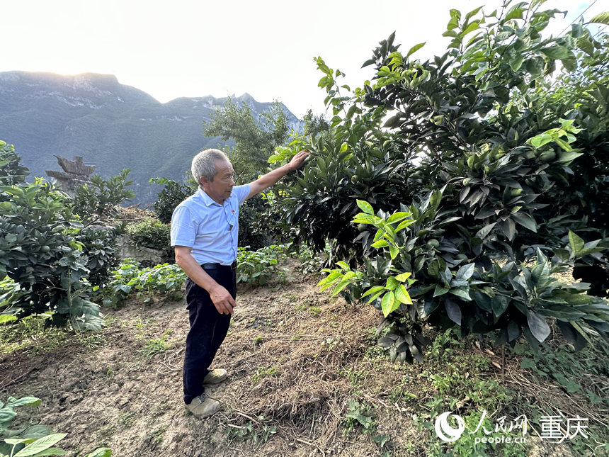 毛相林在山坡查看柑橘樹(shù)長(zhǎng)勢(shì)。 人民網(wǎng)記者 劉政寧攝