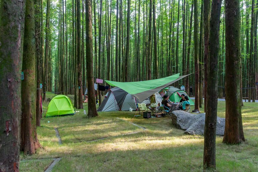 游客在森林公園里露營享受“清涼一夏”。瞿明斌攝