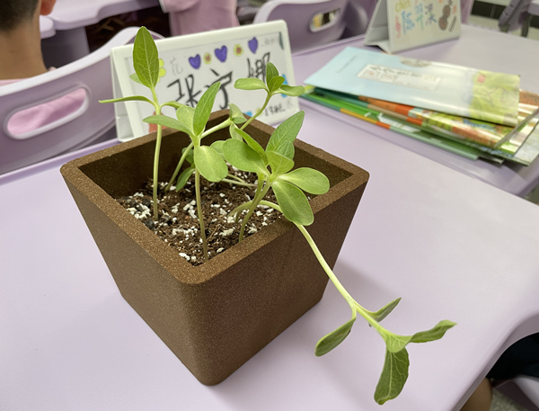 向日葵幼苗。晏紅霞攝