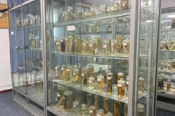 中醫(yī)藥標(biāo)本。西南大學(xué)醫(yī)院供圖