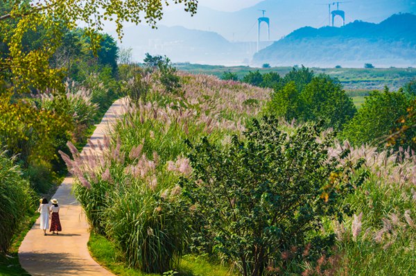183生態(tài)步道領(lǐng)略巴茅搖曳風姿。廣陽島綠色發(fā)展公司供圖