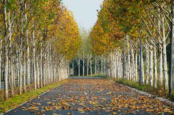 中干路上看梧桐落葉浪漫起舞。廣陽島綠色發(fā)展公司供圖