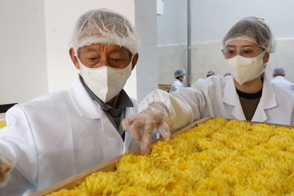 重慶市璧山區(qū)中醫(yī)院藥劑科人員錢雪梅（右一）在加工烘烤現(xiàn)場。重慶市璧山區(qū)中醫(yī)院供圖