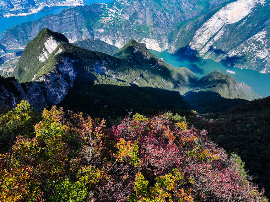 瞿塘峽岸邊的紅葉。王正坤攝