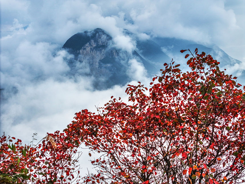瞿塘峽岸邊的紅葉。王正坤攝