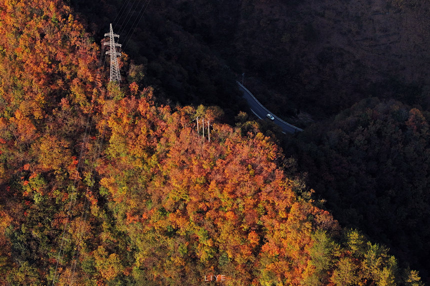彩葉最佳觀賞期可持續(xù)到11月底。李野攝