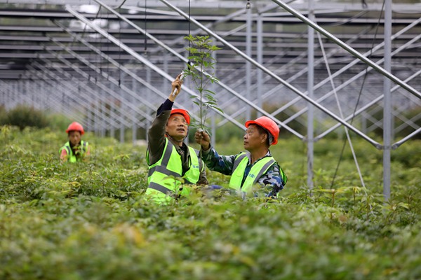 工人正在起苗。重慶高速集團供圖