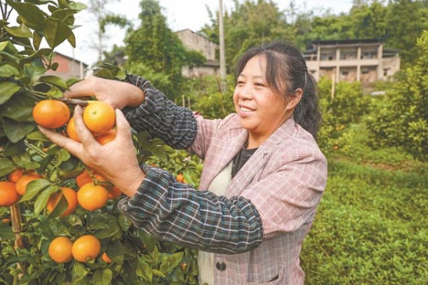 果農(nóng)正在采摘砂糖橘。鋒區(qū)融媒體中心供圖