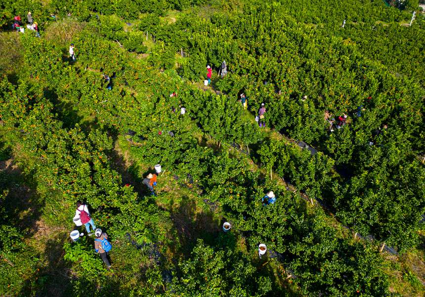 村民在果園忙碌。冉孟軍攝