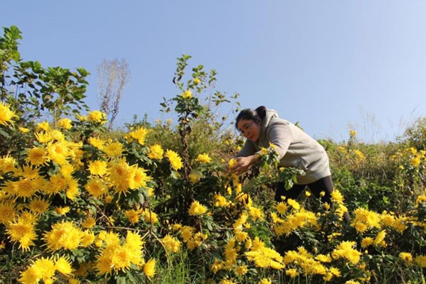 菊花采摘。璧山區(qū)中醫(yī)院供圖