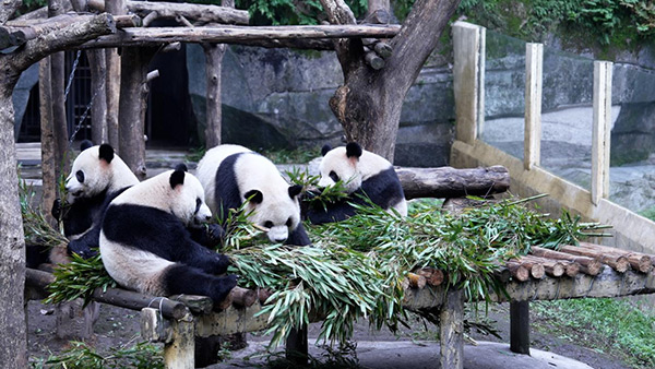 重慶動物園（熊貓館）。主辦方供圖