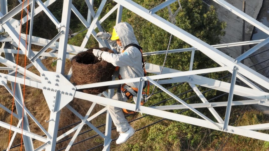 運維人員正在鐵塔上安裝鳥巢。張弛攝