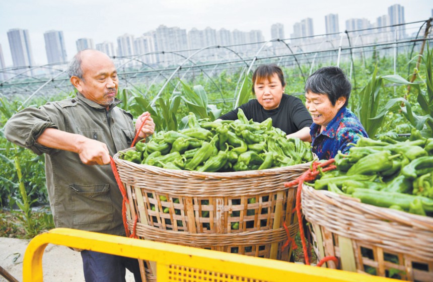 潼南區(qū)桂林街道雙壩蔬菜基地，菜農(nóng)將剛采摘的青椒裝車。（本報資料圖片）通訊員 李揚 廖素蘭 攝/視覺重慶