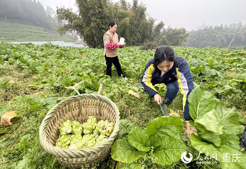 奚渝潔（右）在地里收砍青菜頭。人民網(wǎng)記者 劉政寧攝
