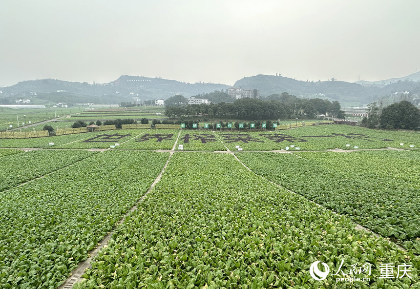 二渡村成片種植的青菜頭。人民網(wǎng)記者 劉政寧攝