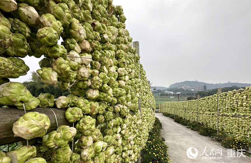                               一顆青菜頭的“新”路歷程                                          臨近春節(jié)，眼下正是青菜頭收獲的季節(jié)。記者行走在重慶市涪陵區(qū)江北街道二渡村，只見田間地頭綠意盎然，道路兩旁的木架上整齊排列著一串串新收獲的青菜頭。青菜頭是制作榨菜的主要原料。隨著涪陵榨菜享譽海內外，二渡村家家戶戶都種上了青菜頭，也被譽為“世界榨菜第一村”。              