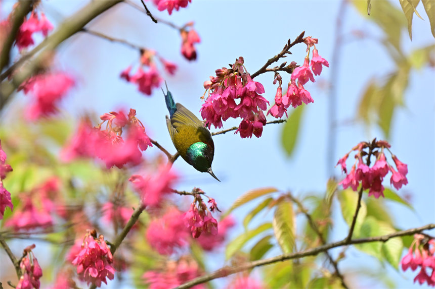 鳥兒在盛開的花兒上嬉戲、采食花蜜。郭旭攝
