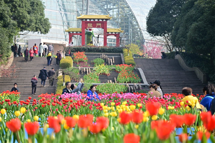 重慶南山植物園，市民游客前來(lái)賞花踏春歡度新春佳節(jié)。郭旭攝