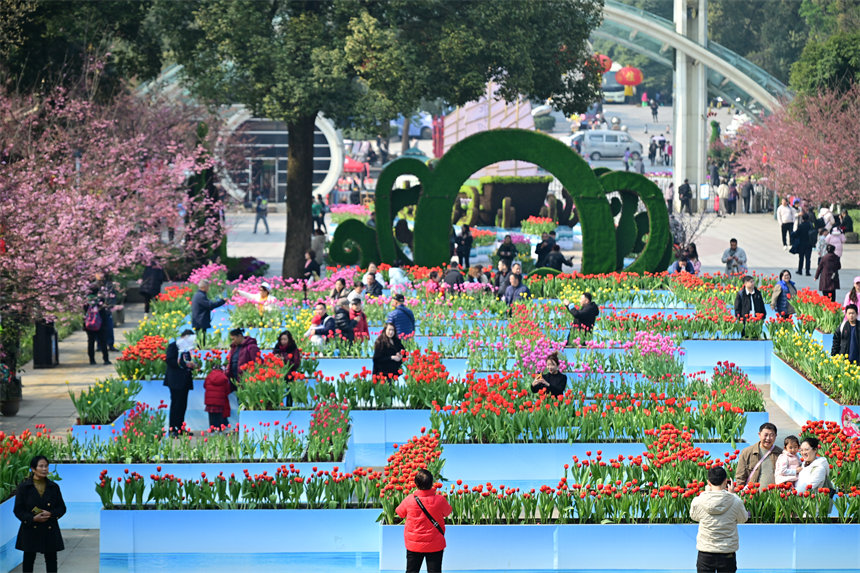 重慶南山植物園，市民游客前來賞花踏春歡度新春佳節(jié)。郭旭攝