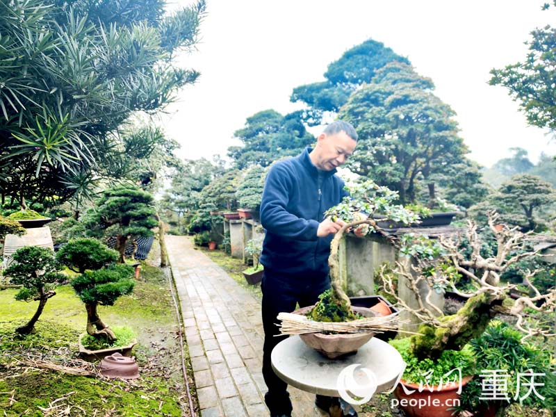 村民楊彪在住家式盆景園林，照料盆景。人民網(wǎng) 陳琦攝