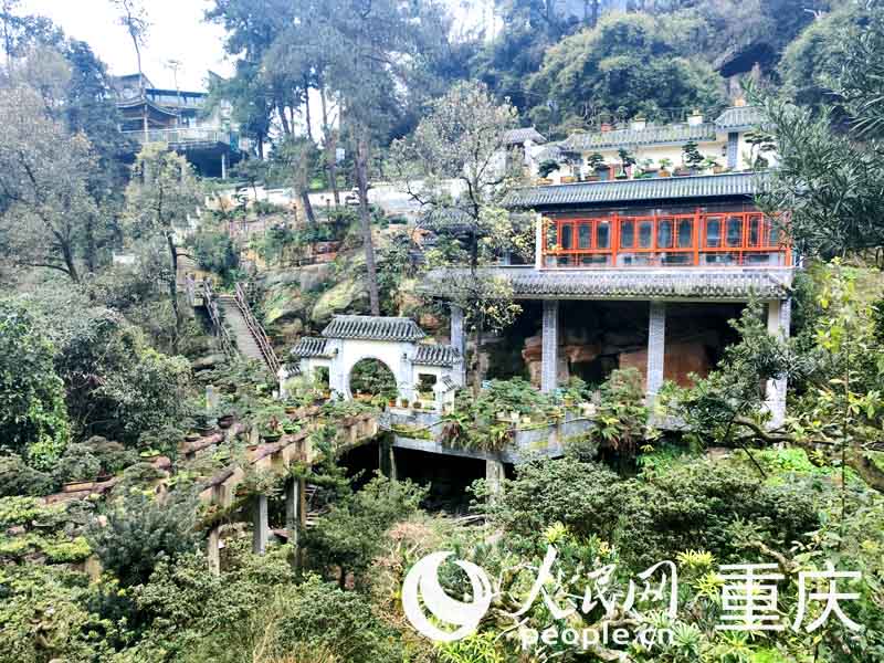 									方寸盆景開出“致富花”					“這盆杜鵑的造型不錯，幫我再多選幾盆……”正月初九，重慶市南岸區(qū)南山街道雙龍村，重慶市非物質文化遺產“南山盆景技藝”傳承人張乾川的庭院里，一早就迎來了參觀挑選盆景的客人?！霸谥貞c，只有在雙龍村才能找到滿意的杜鵑、羅漢松、金彈子等盆景。我準備挑選十多盆杜鵑，放在上?？蛻舻男戮油ピ豪?。”前來選購盆景的客商李先生說道。				