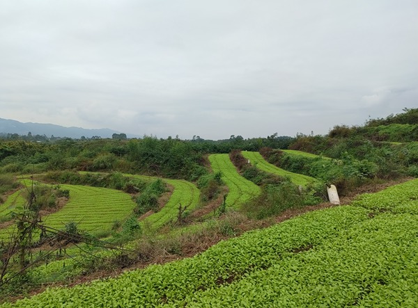 永川區(qū)青菜頭種植基地。村村旺供圖