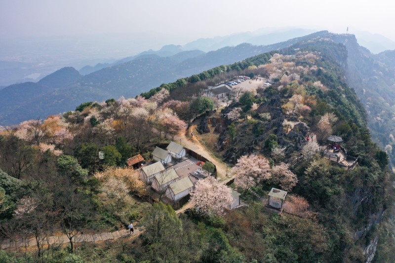 櫻花盛開時的云龜山景色。（資料圖）大盛鎮(zhèn)政府供圖