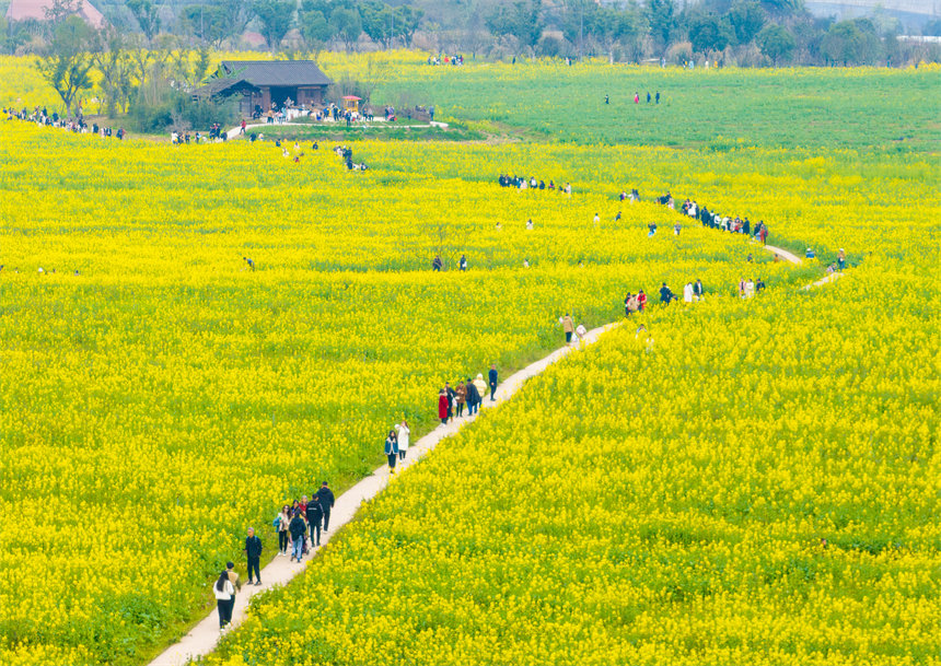 南岸區(qū)廣陽(yáng)島，油菜花競(jìng)相綻放，一片金黃，秀美如畫(huà)。郭旭攝