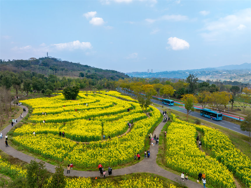 廣陽島油菜花田迎春綻放，吸引游客踏青打卡。郭旭攝