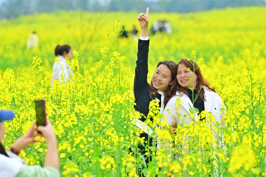 南岸區(qū)廣陽(yáng)島，游客在油菜花海里拍照。郭旭攝