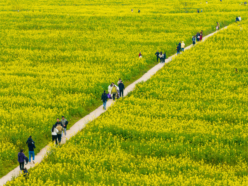 南岸區(qū)廣陽(yáng)島，油菜花競(jìng)相綻放，一片金黃，秀美如畫。郭旭攝