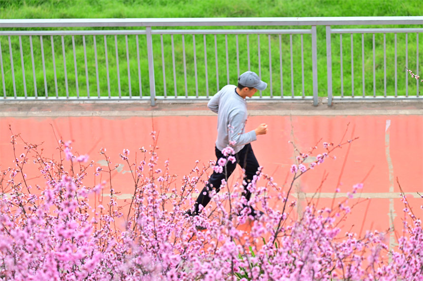 南濱路雅巴洞江灘公園，市民伴著美人梅休閑健身。郭旭攝