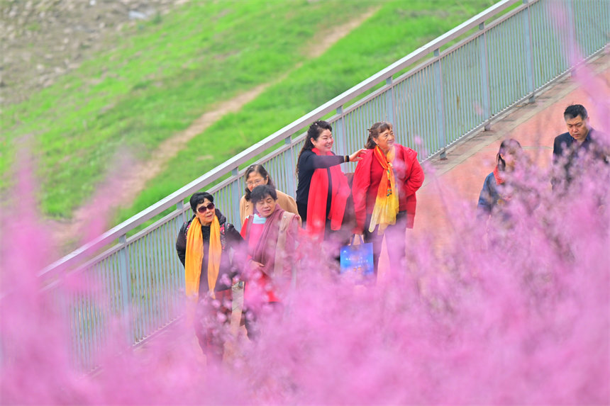 江灘公園美人梅開，市民享受春游美好時光。郭旭攝